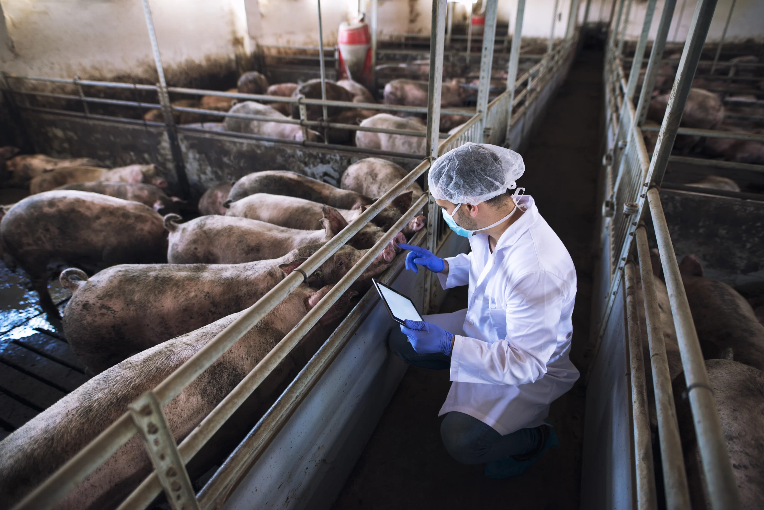 Department of Livestock Development accelerates to upgrade pig farms into the “GFM” system