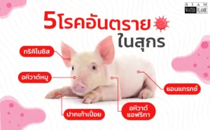 5-โรคอันตรายในสุกร