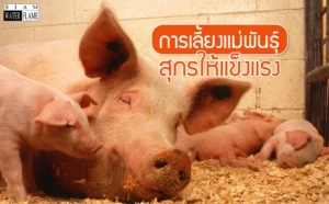 การเลี้ยงเเม่พันธ์สุกรให้เเข็งเเรง