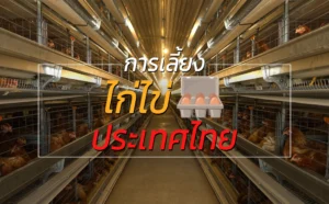 การเลี้ยงไก่ไข่ ของ ประเทศไทย