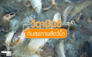 ความสำคัญและหน้าที่ของวิตามินซีต่อสัตว์น้ำ