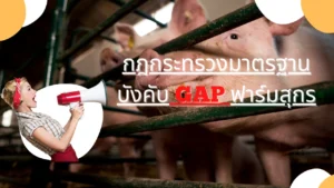 กฎกระทรวงบังคับ GAP ฟาร์มสุกร
