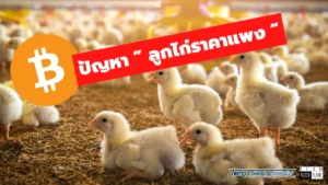 ลูกไก่ราคาแพง