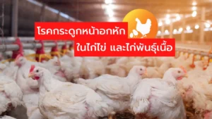 ในไก่ไข่ และไก่พันธุ์เนื้อ