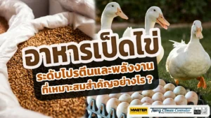 อาหารเป็ดไข่