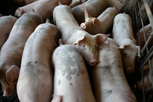Getting Started with Pig Farming for Beginners.