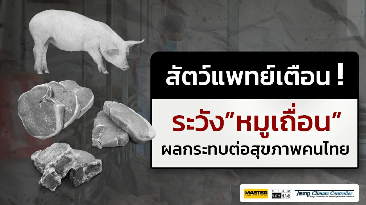 Veterinarian warns to beware of barbaric pigs Impact on Thai people’s health