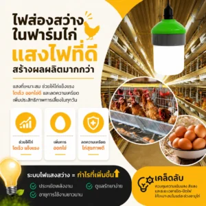 ไฟ LED สำหรับฟาร์มไก่ยุคใหม่ สว่างกว่า ประหยัดกว่า ผลผลิตดีกว่า